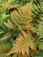 Hardy Fern Phyllitis scolopendrium